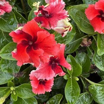 Catharanthus Soiree® Flamenco 'Electric Salmon Eye' (312148)