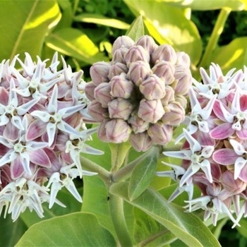 Asclepias curassavica