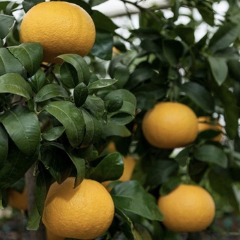 Citrus paradisi 'Rio Red' 