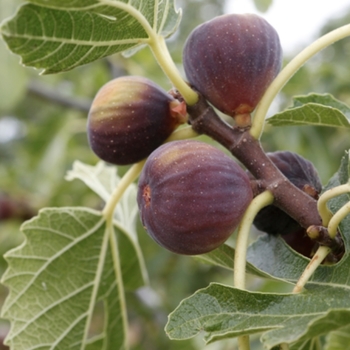 Ficus carica 'Celeste'