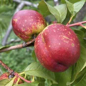 Prunus persica 'Fantasia'