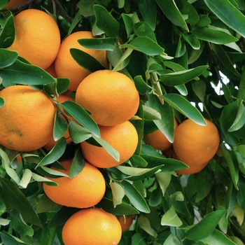 Citrus reticulata 'Owari'