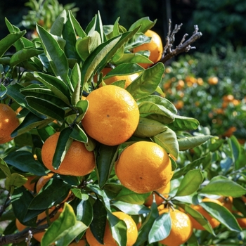 Citrus reticulata 'Brown Select' 