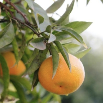 Citrus unshiu 'Miho Wase'