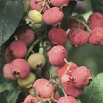 Vaccinium corymbosum 'Emerald' PP12165