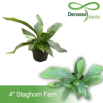 Platycerium bifurcatum