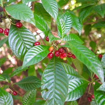 Psychotria nervosa