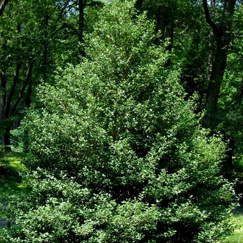 Ilex opaca 'Jersey Knight'