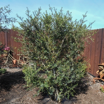 Ilex vomitoria