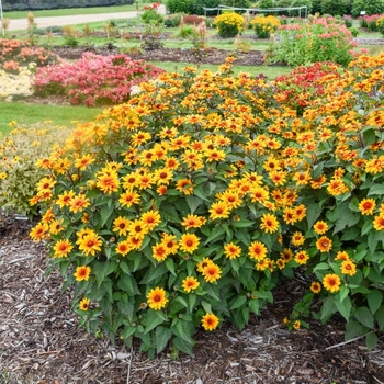 Heliopsis helianthoides 'Sundial' PPAF