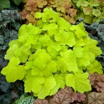 Heuchera villosa 'Citronelle' PP17934