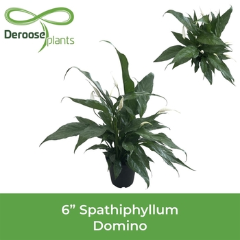 Spathiphyllum 'Domino' 