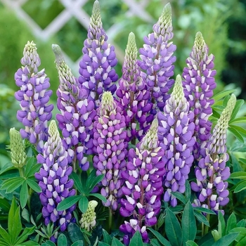 Lupinus polyphyllus 'Gallery Blue' 