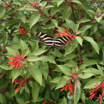 Hamelia patens 'Calusa'