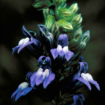 Lobelia siphilitica 'Blue Selection' 