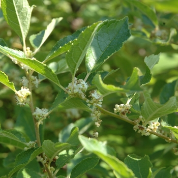 Ilex verticillata 'Southern Gentleman'