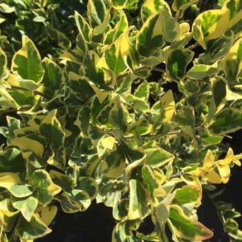 Ligustrum japonicum 'Variegatum' 
