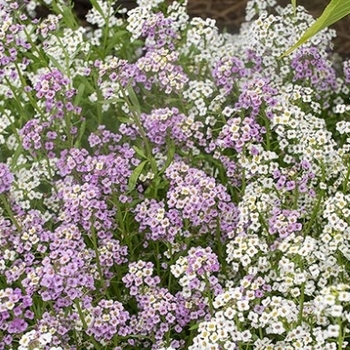 Lobularia maritima