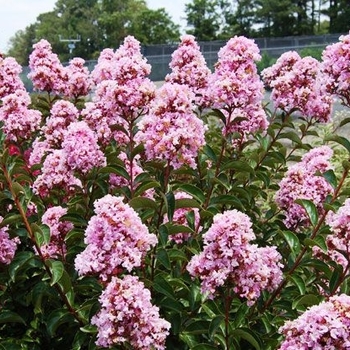 Lagerstroemia 'GAMAD-VIII' 26,072