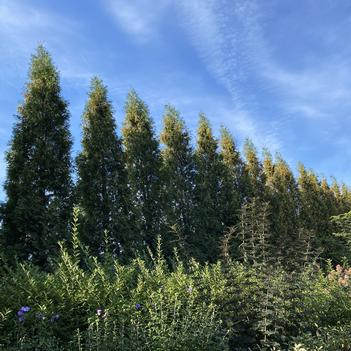 Thuja occidentalis 'Full Speed a Hedge®' PP18110