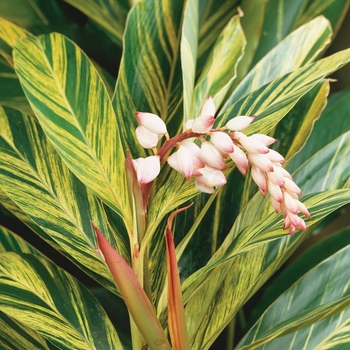 Alpinia zerumbet
