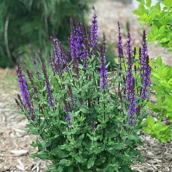 Salvia nemorosa 'Caramia'