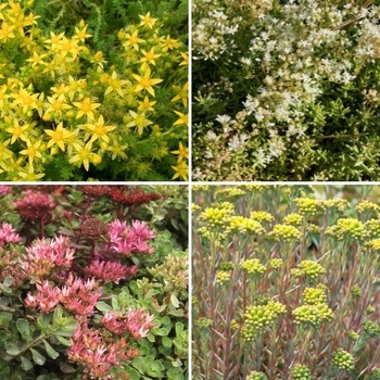Sedum 