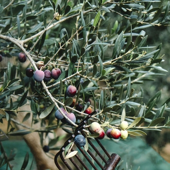 Olea europaea 'Arbequina'