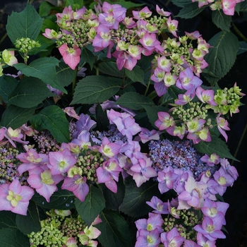 Hydrangea macrophylla 'Lilacina' 