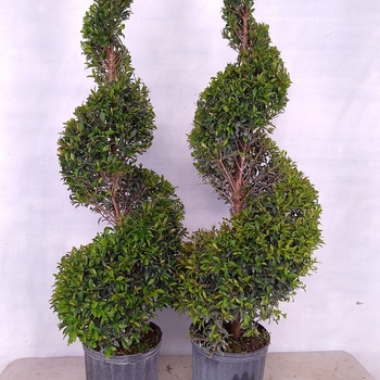 Syzygium paniculatum