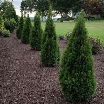 Thuja occidentalis 'Thusid4' 