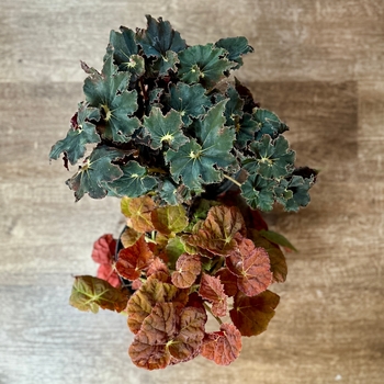 Begonia rex-cultorum 'Multiple Varieties' 
