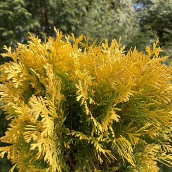 Thuja occidentalis 'Jantar' PP22296
