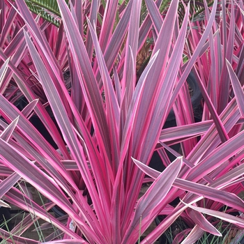 Cordyline australis 'Pink Passion' Seipin PP19927