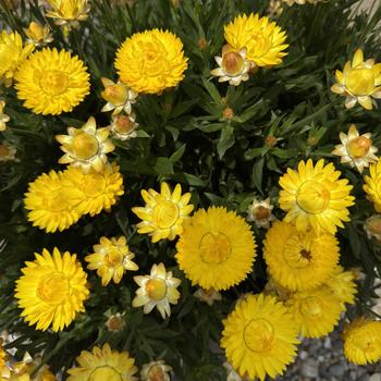 Bracteantha bracteata 'Sunbrero Yellow' (312257)