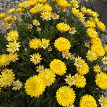 Bracteantha bracteata 'Sunbrero Yellow' (312258)