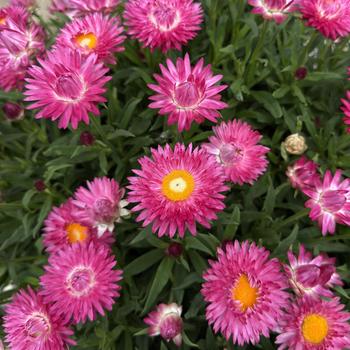 Bracteantha bracteata 'Sunbrero Pink'