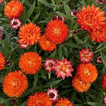 Bracteantha bracteata 'Sunbrero Orange'