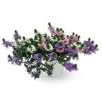 Combination Planter Kwik Kombos™ 'Fanatix™ Spring Spirit™' (312262)