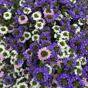 Combination Planter 'Fanatix™ Spring Spirit™' 