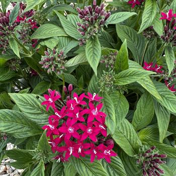 Pentas lanceolata Graffiti® '' (312264)