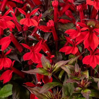 Lobelia x speciosa 'Fan® Scarlet Compact' (312267)