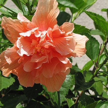 Hibiscus rosa-sinensis 'Double Peach'