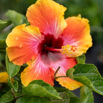 Hibiscus rosa-sinensis 'Fiesta'