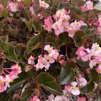 Begonia 'Stonehedge Light Pink Bronze Leaf'