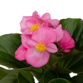 Begonia 'Mega Cool Rose' (312273)