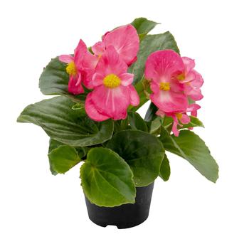 Begonia 'Mega Cool Rose' (312274)