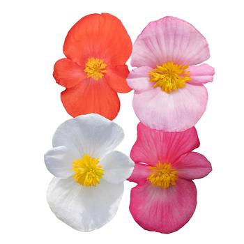 Begonia 'Mega Cool Mix'