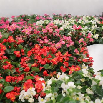 Begonia 'Mega Cool Mix' (312276)