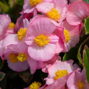 Begonia 'Mega Cool Pink' (312277)